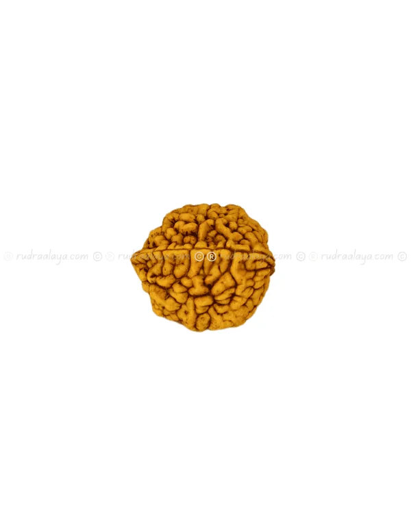 Two Mukhi Rudraksha Indonasian Medium