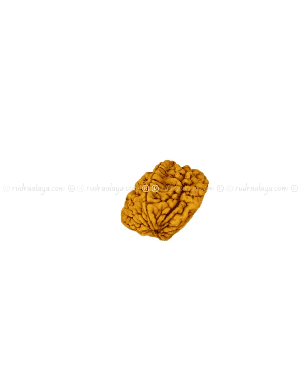 Two Mukhi Rudraksha Indonasian Medium - Image 3