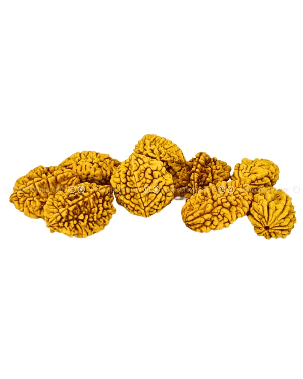 Two Mukhi Rudraksha Indonasian Medium - Image 4