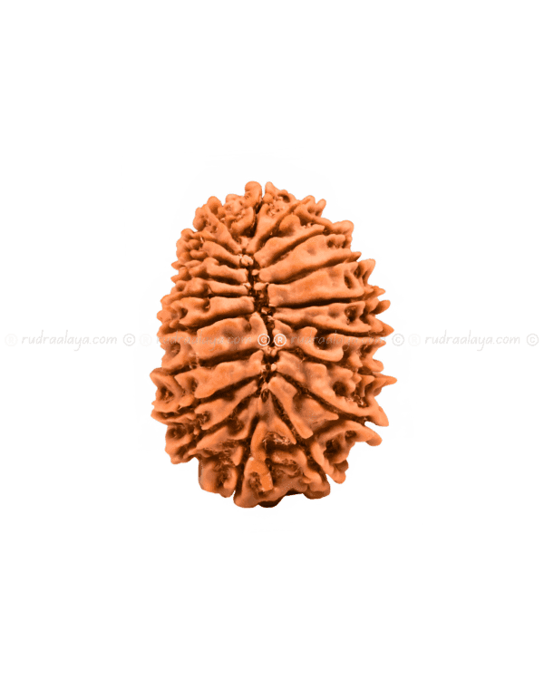 Nineteen (19/ Unnees) Mukhi Nepali Rudraksha - Image 2