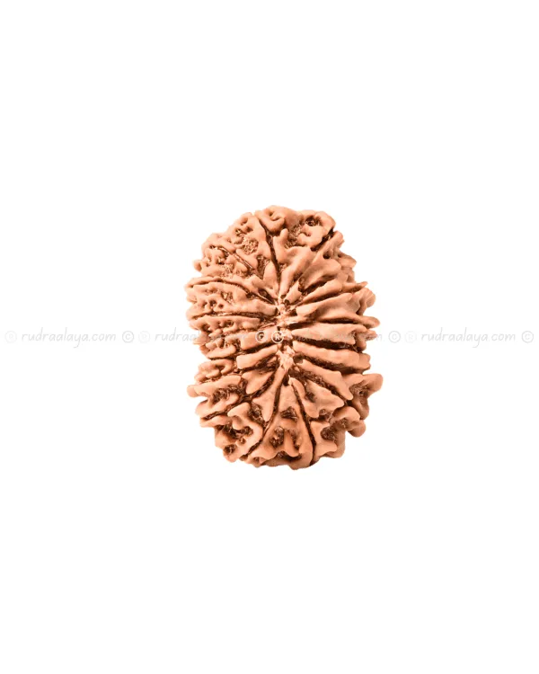 Seventeen (17 / Satrah) Mukhi Nepali Rudraksha - Image 2