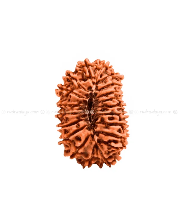 Twenty (20 / Bees) Mukhi Nepali Rudraksha - Image 2
