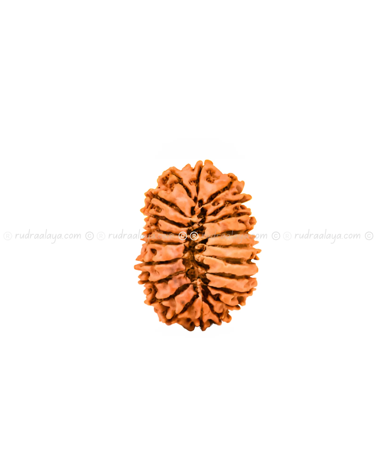 Twenty-One (21 / Ekkis) Mukhi Nepali Rudraksha - Image 2