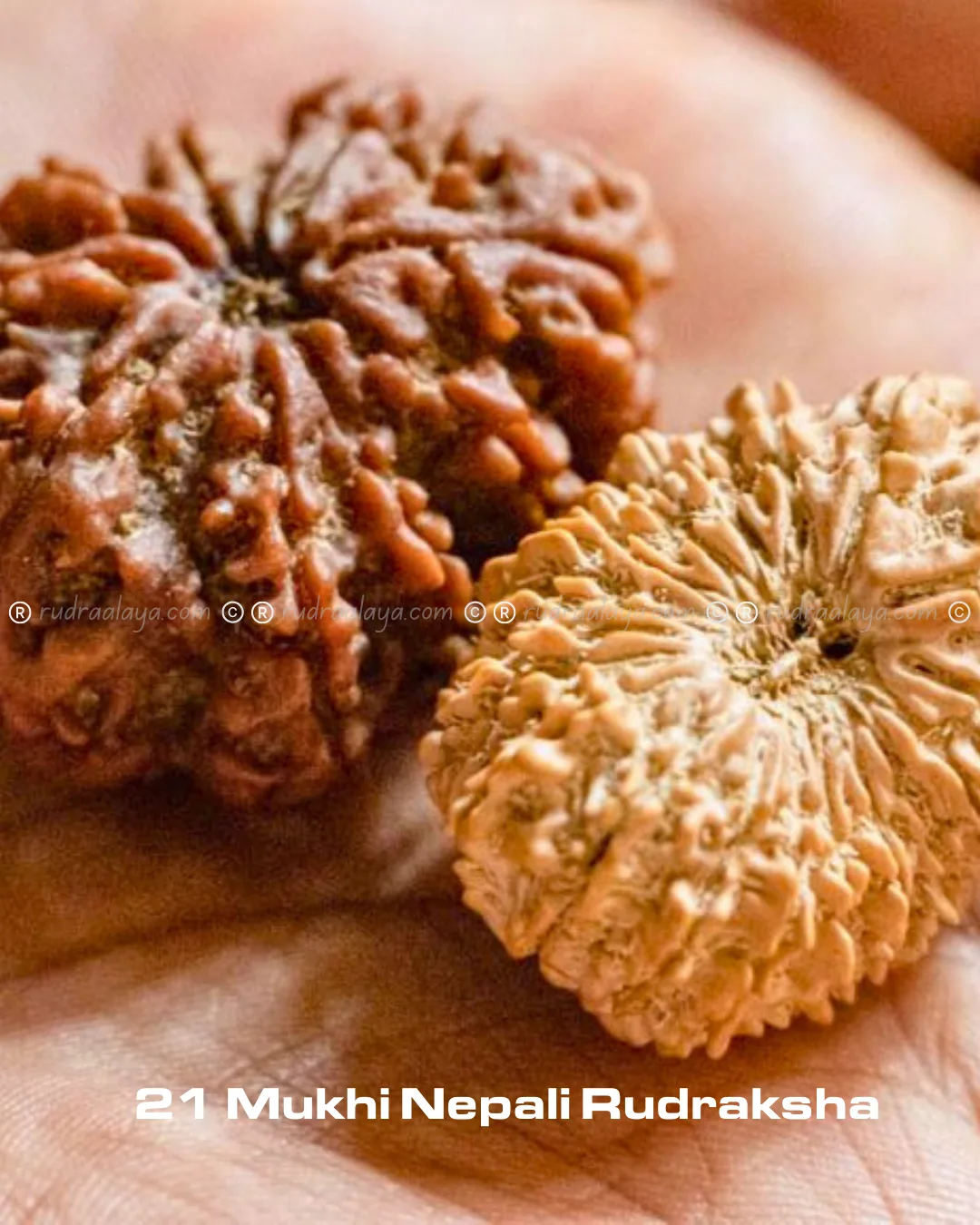Twenty-One (21 / Ekkis) Mukhi Nepali Rudraksha - Image 5