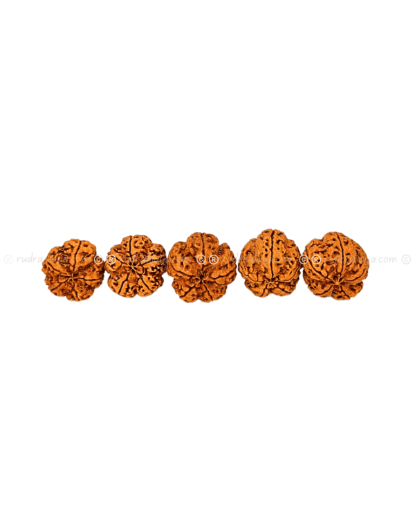 5 Mukhi Nepali Rudraksha - Amla - Pathari - Image 3
