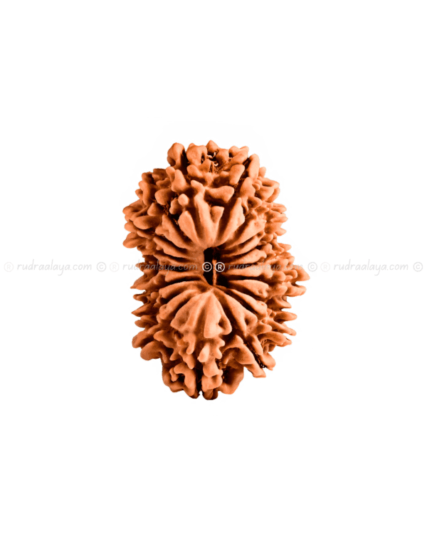 Eighteen (18 / atharah) Mukhi Nepali Rudraksha - Image 3
