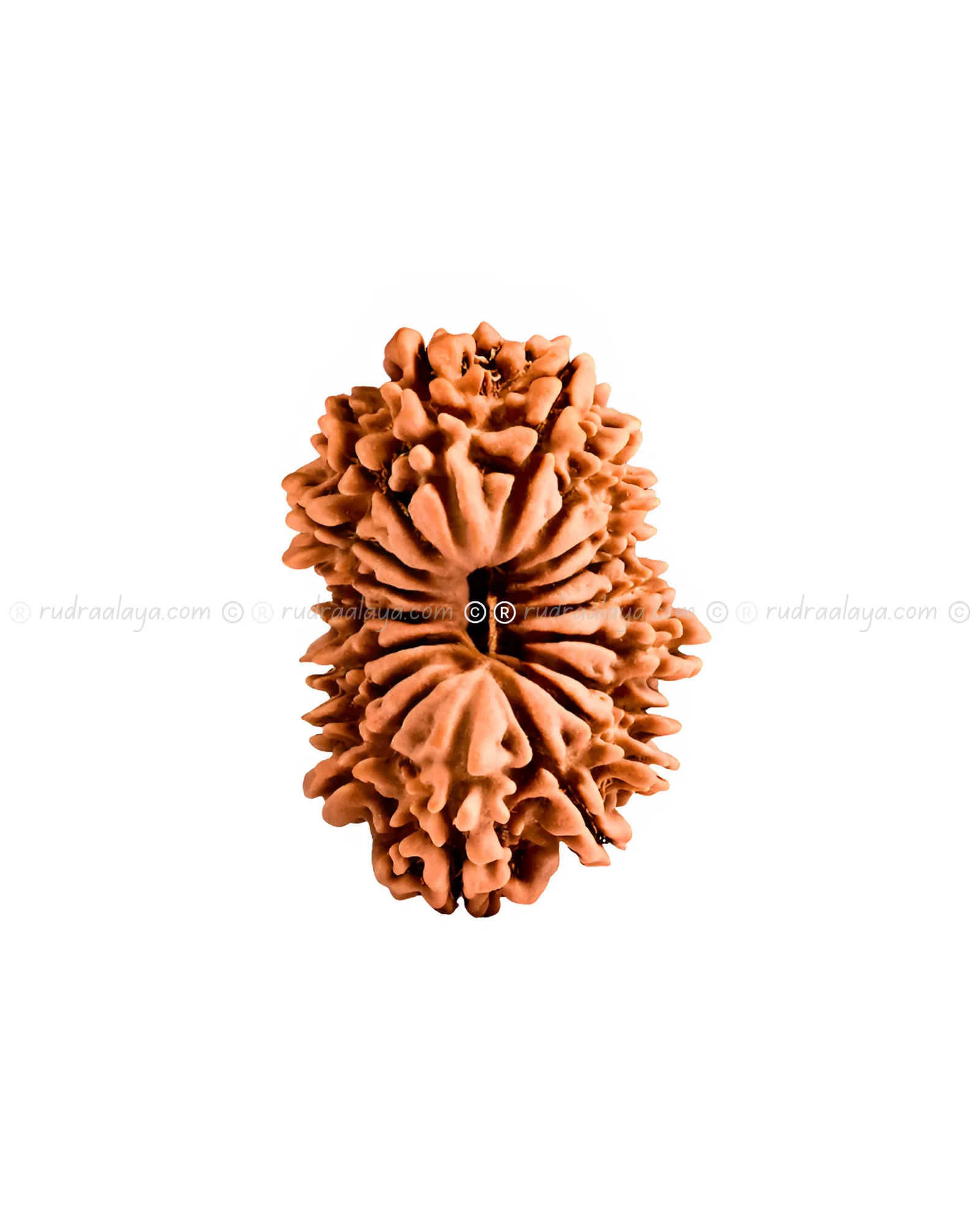 Eighteen (18 / atharah) Mukhi Nepali Rudraksha - Image 3