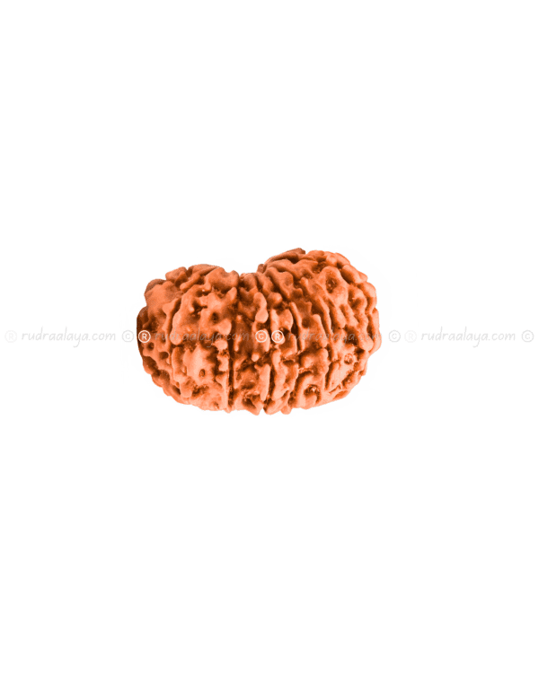 Fifteen (15/ Pandrah) Mukhi Nepali Rudraksha - Image 3