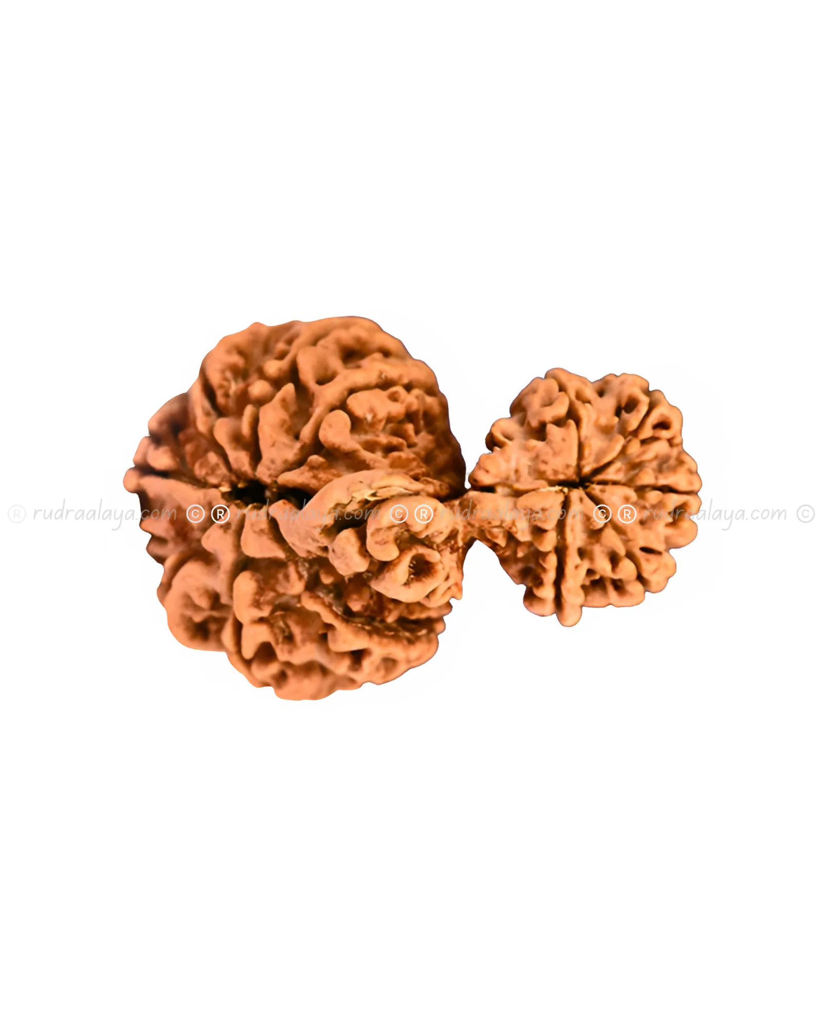 Garbha Gauri Shankar Nepali Rudraksha - Rare - Image 3
