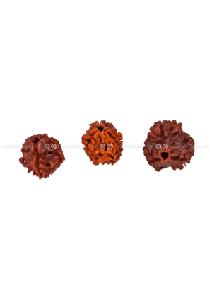Three Mukhi Rudraksha (Nepali) (Collector)