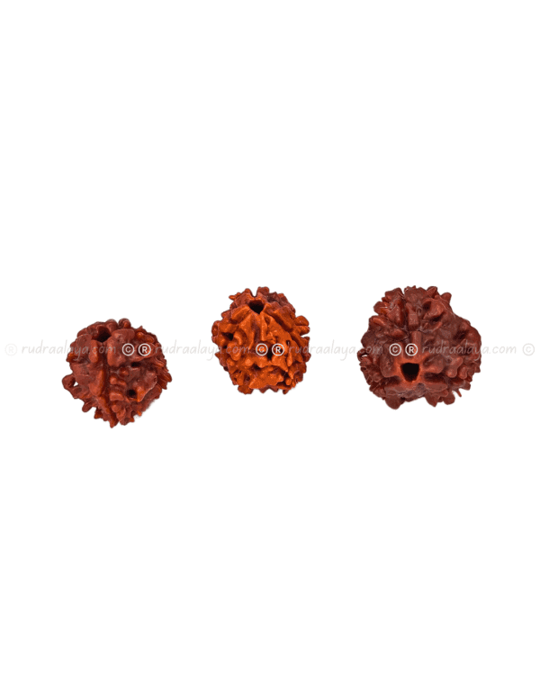 Three Mukhi Rudraksha (Nepali)