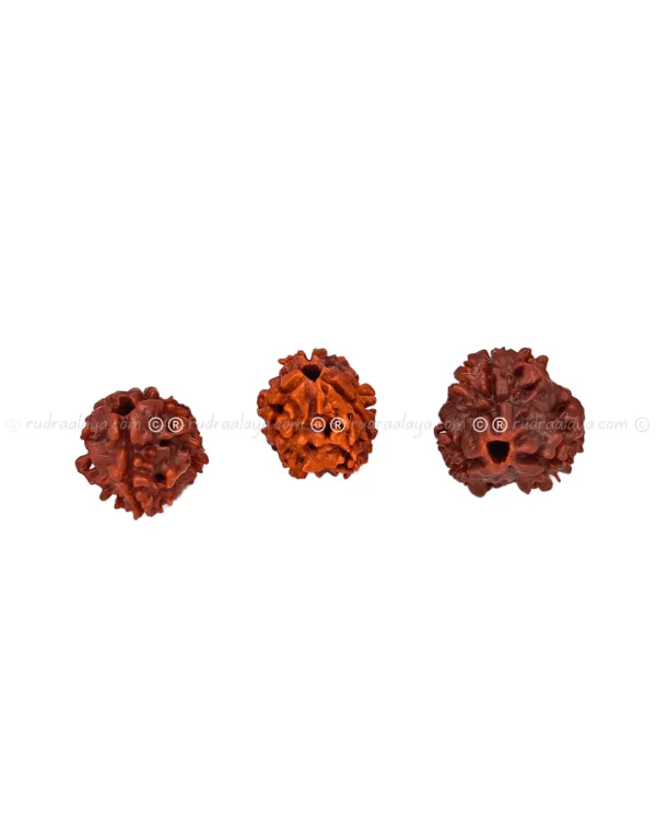 Three Mukhi Rudraksha (Nepali)