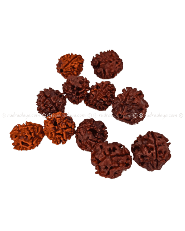Three Mukhi Rudraksha (Nepali) - Image 2