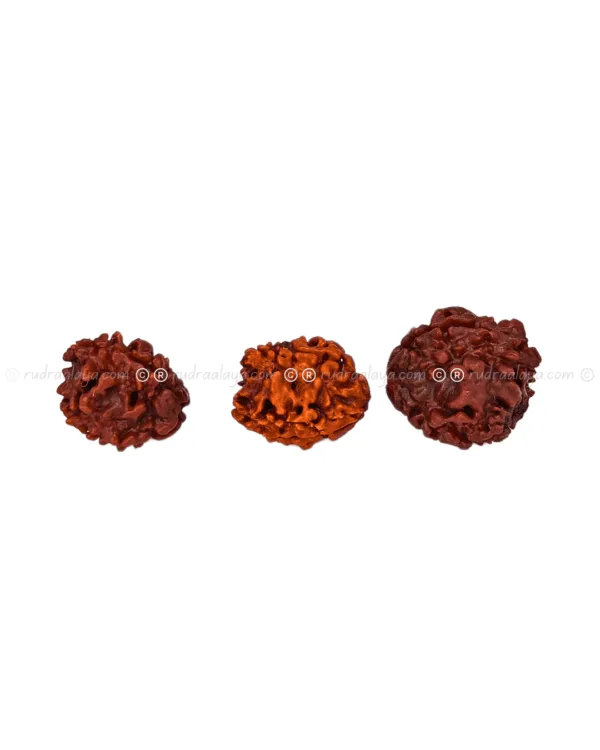 Three Mukhi Rudraksha (Nepali) - Image 3
