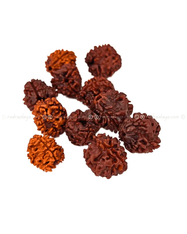 Three Mukhi Rudraksha (Nepali) - Image 4