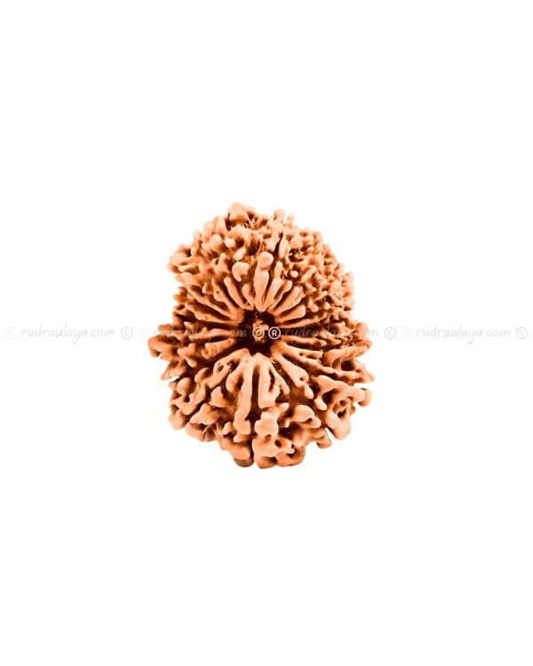 Seventeen (17 / Satrah) Mukhi Nepali Rudraksha - Image 3
