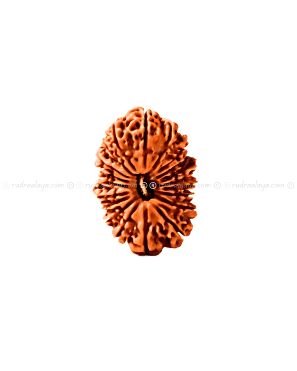 Twenty (20 / Bees) Mukhi Nepali Rudraksha - Image 3