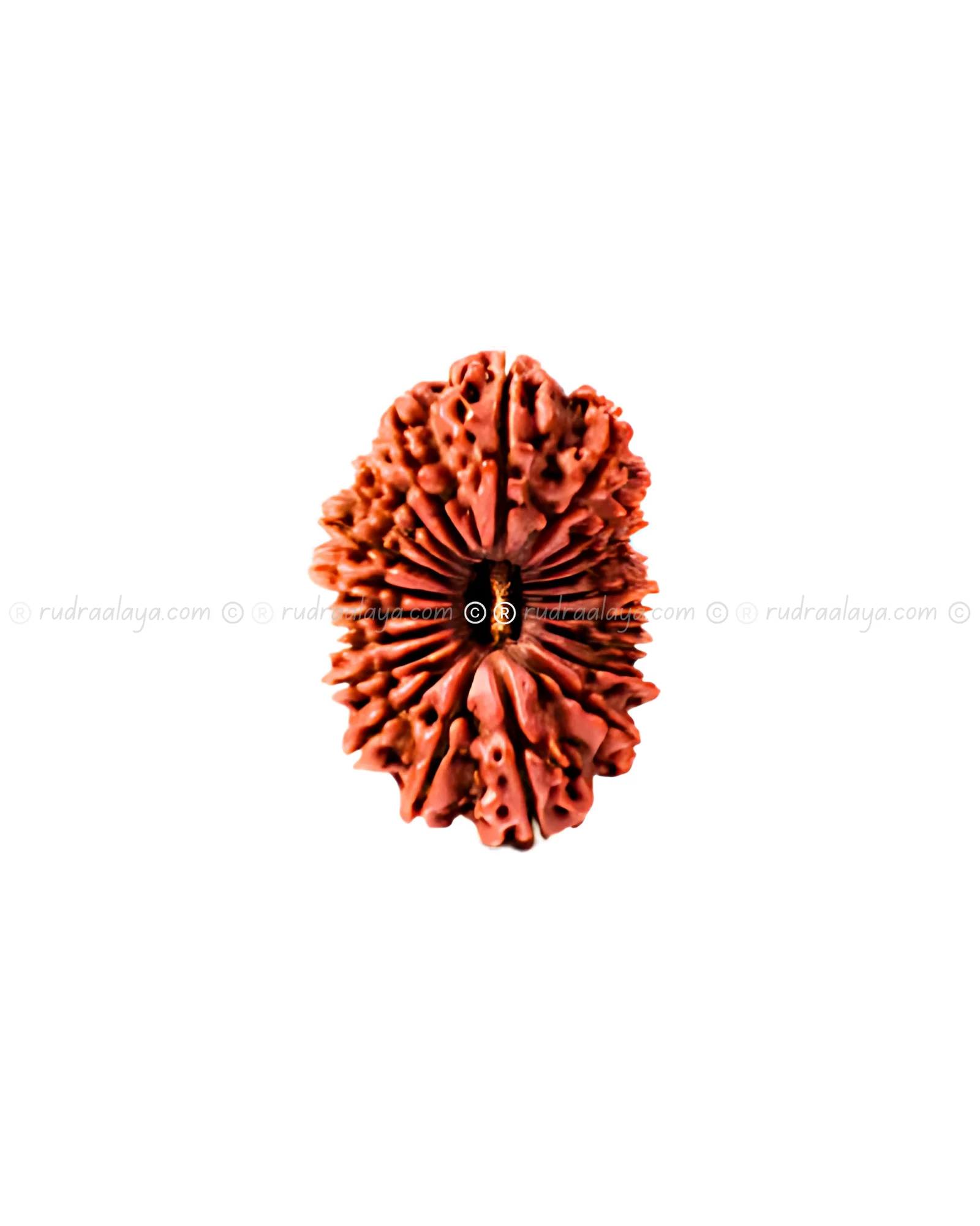 Twenty-One (21 / Ekkis) Mukhi Nepali Rudraksha - Image 3