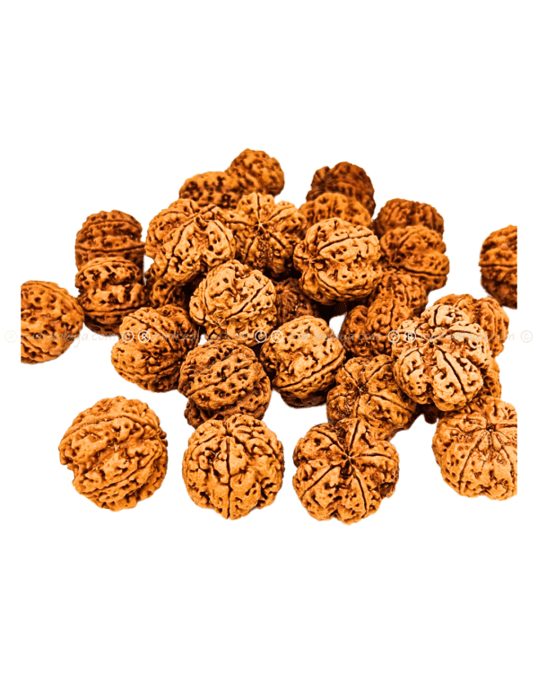 5 Mukhi Nepali Rudraksha - Amla - Pathari - Image 4