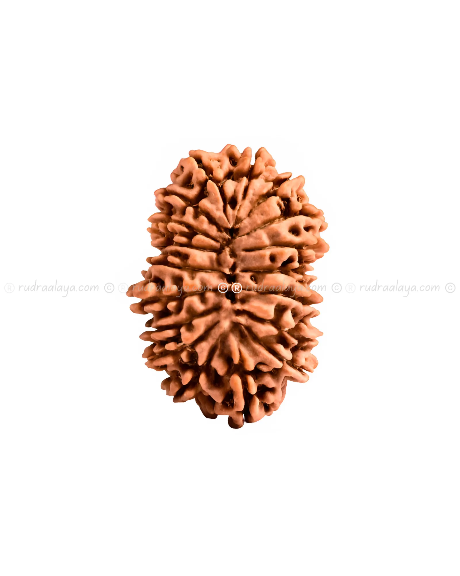 Eighteen (18 / atharah) Mukhi Nepali Rudraksha - Image 4