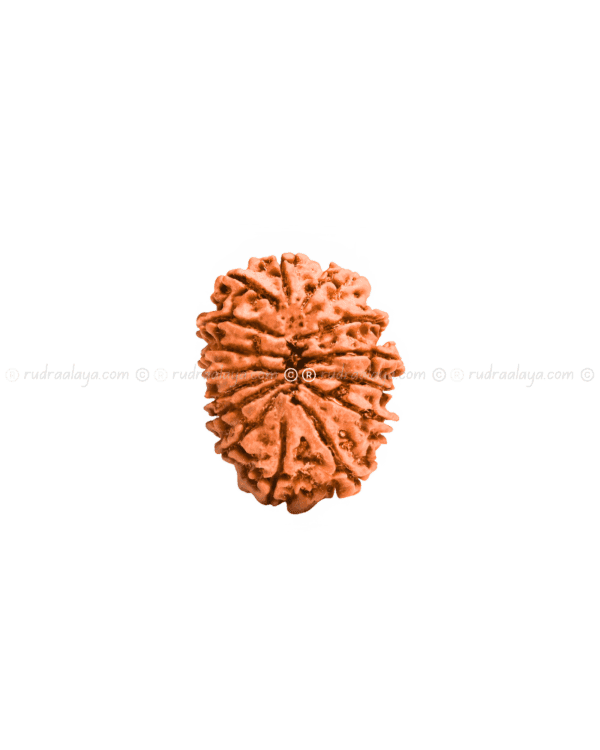 Fifteen (15/ Pandrah) Mukhi Nepali Rudraksha - Image 4