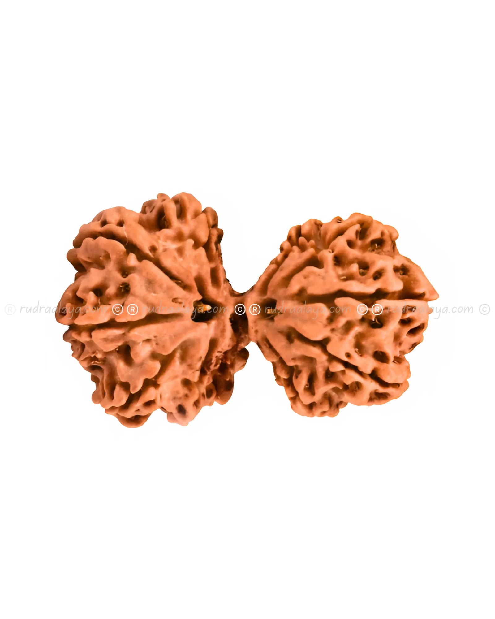 Garbha Gauri Shankar Nepali Rudraksha - Rare - Image 4