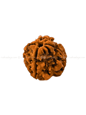 4 Mukhi Nepali Rudraksha - Small