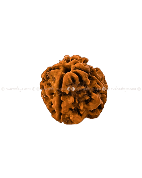 4 Mukhi Nepali Rudraksha - Small