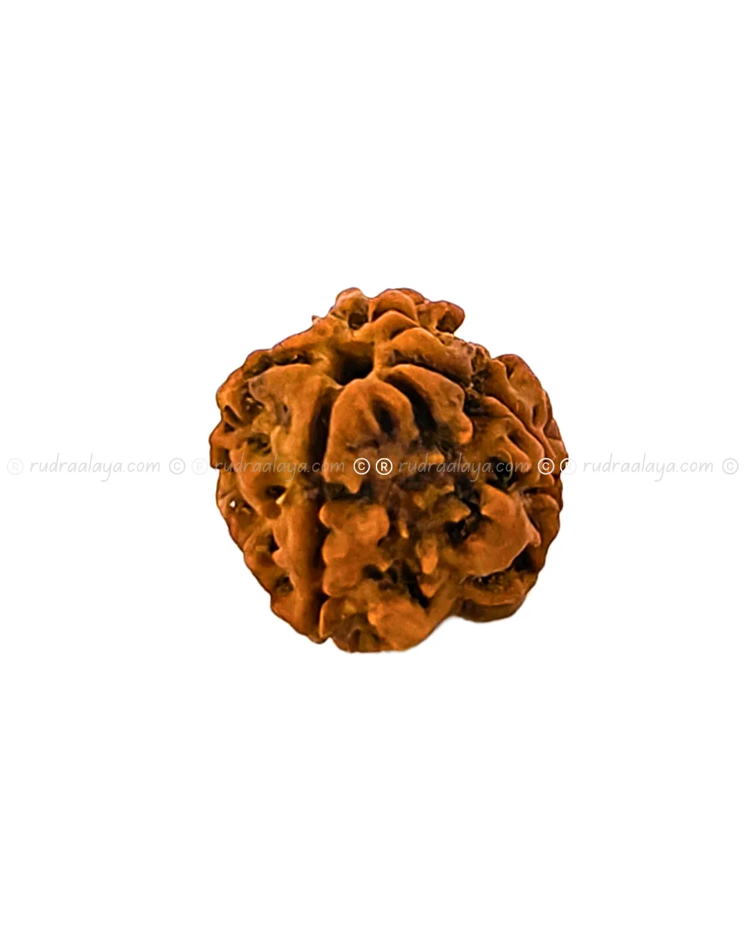 4 Mukhi Nepali Rudraksha - Small