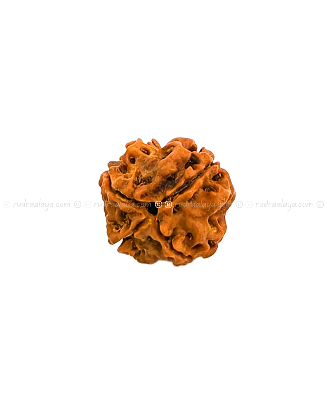 4 Mukhi Nepali Rudraksha - Small - Image 2