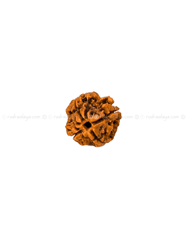 4 Mukhi Nepali Rudraksha - Small - Image 3