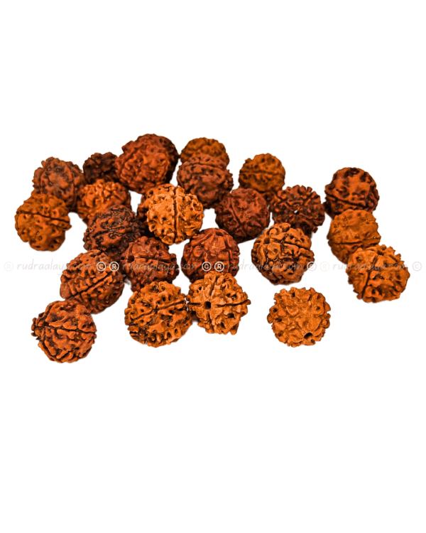 4 Mukhi Nepali Rudraksha - Small - Image 4