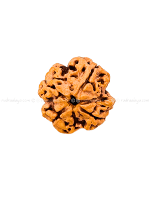 4 Mukhi Nepali Rudraksha - Medium Pathari