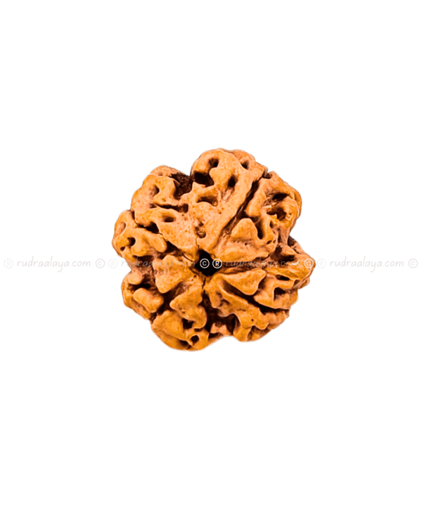 4 Mukhi Nepali Rudraksha - Medium Pathari