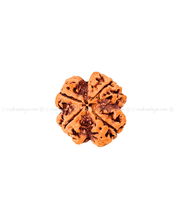 4 Mukhi Nepali Rudraksha - Medium Pathari - Image 2