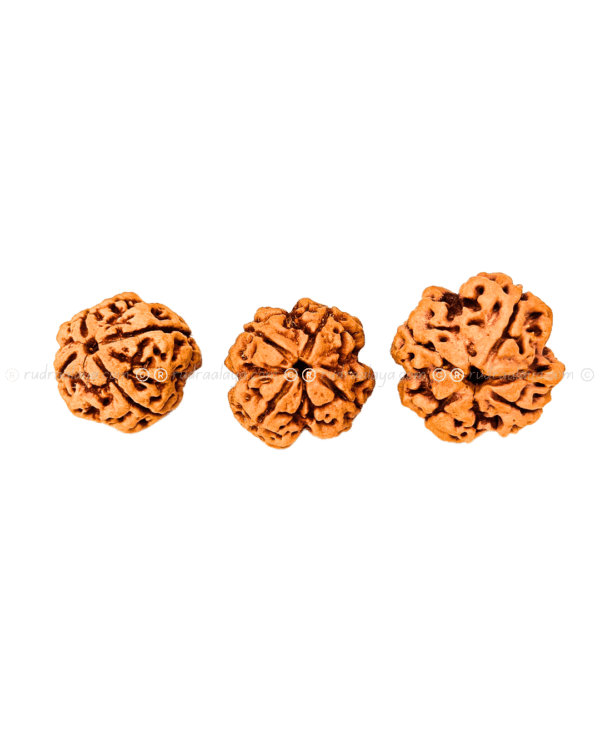4 Mukhi Nepali Rudraksha - Medium Pathari - Image 3