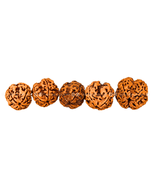 4 Mukhi Nepali Rudraksha - Medium Pathari - Image 4