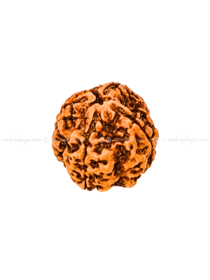 4 Mukhi Nepali Rudraksha - Pathari Big Collector (rare)