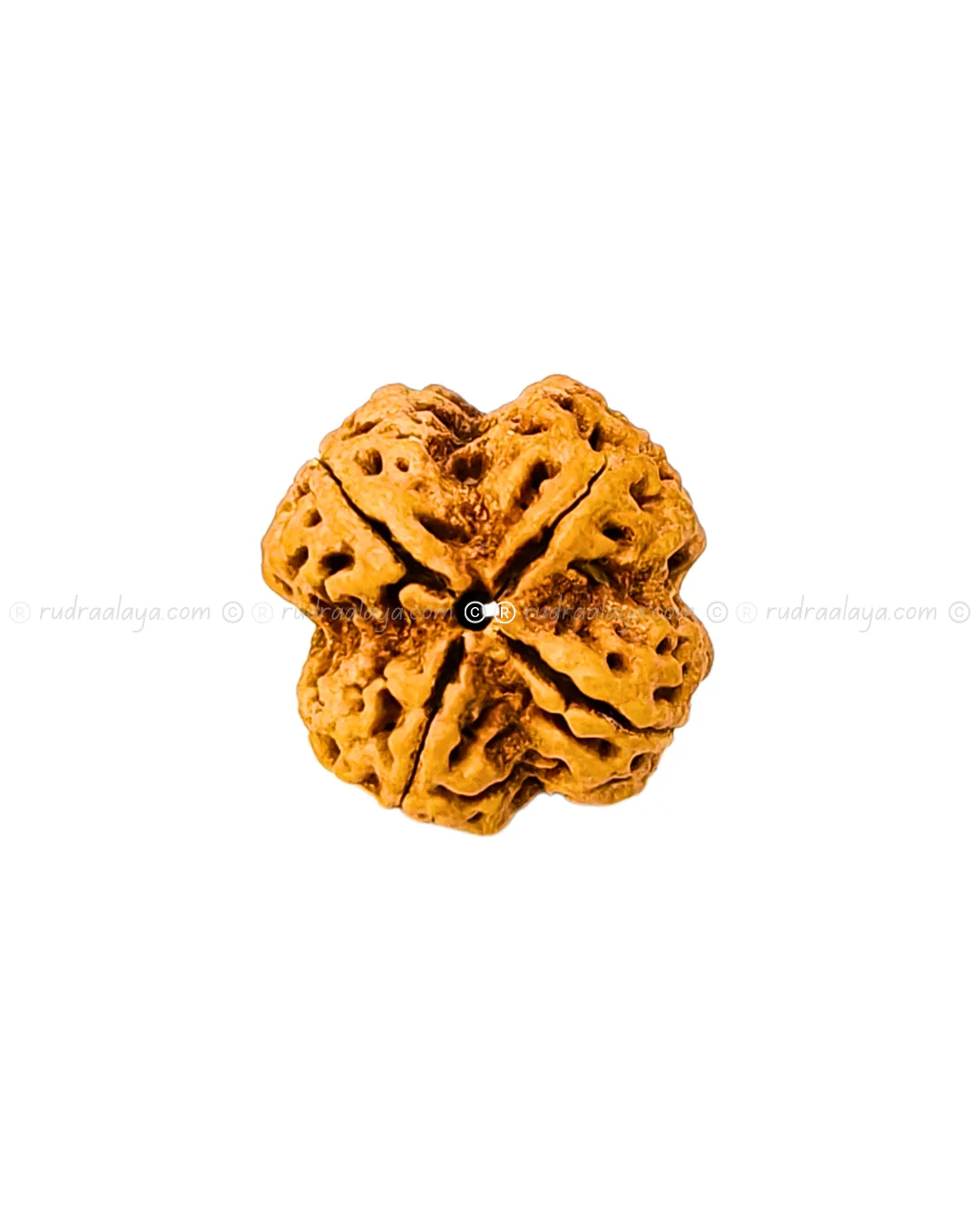 4 Mukhi Nepali Rudraksha - Amla - Pathari-Jumbo Collector