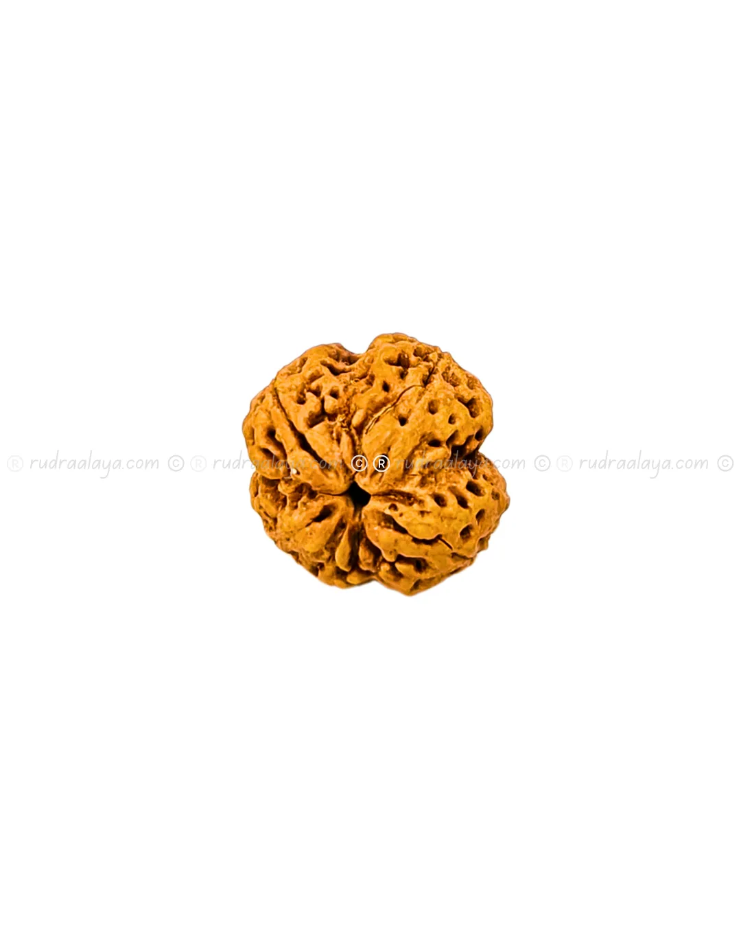 4 Mukhi Nepali Rudraksha - Amla - Pathari-Jumbo Collector - Image 2