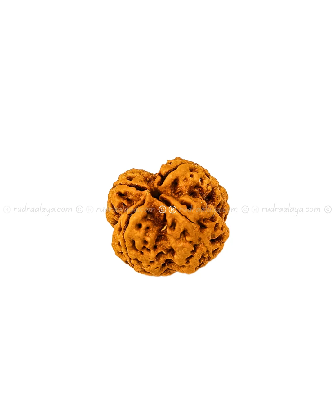 4 Mukhi Nepali Rudraksha - Amla - Pathari-Jumbo Collector - Image 3