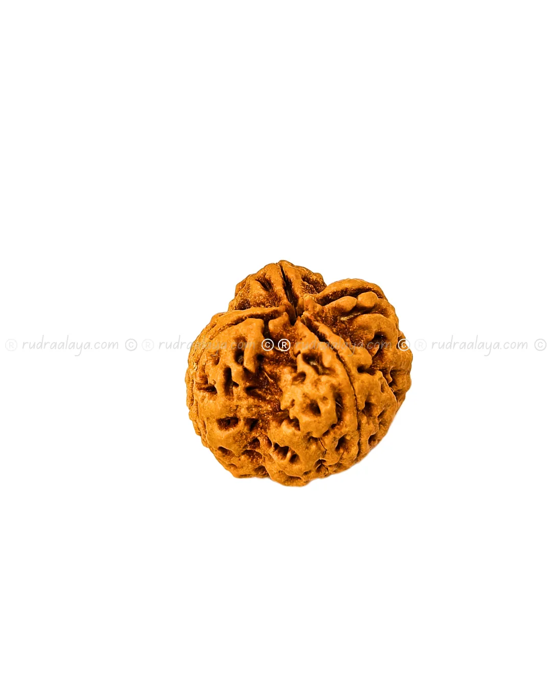 4 Mukhi Nepali Rudraksha - Amla - Pathari-Jumbo Collector - Image 4
