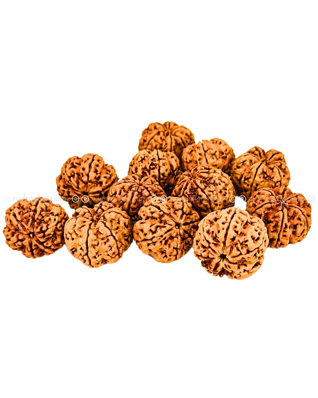 4 Mukhi Nepali Rudraksha - Amla - Pathari-Jumbo Collector - Image 5