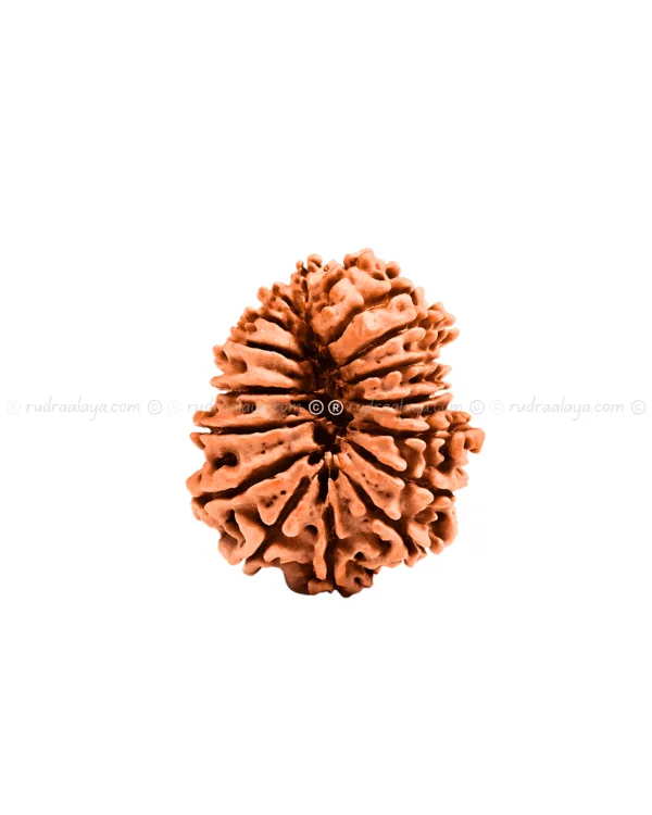 Seventeen (17 / Satrah) Mukhi Nepali Rudraksha - Image 4