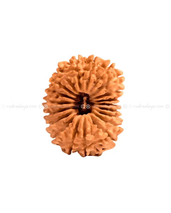 Twenty (20 / Bees) Mukhi Nepali Rudraksha - Image 4
