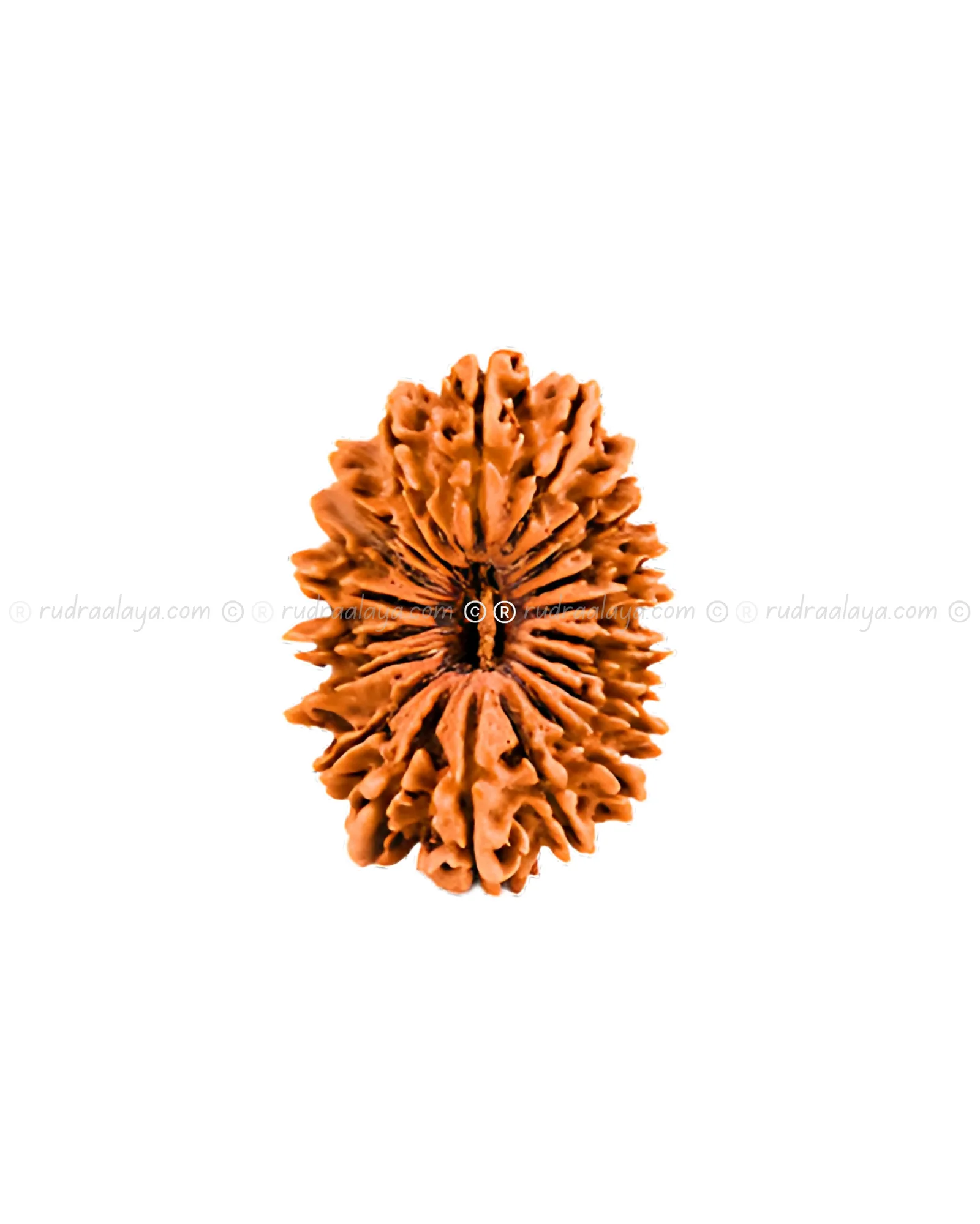 Twenty-One (21 / Ekkis) Mukhi Nepali Rudraksha - Image 4