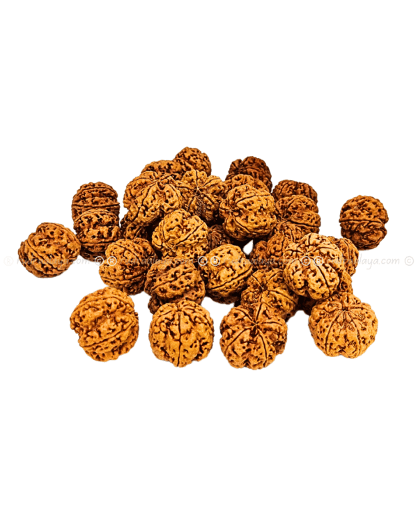 5 Mukhi Nepali Rudraksha - Amla - Pathari - Image 5