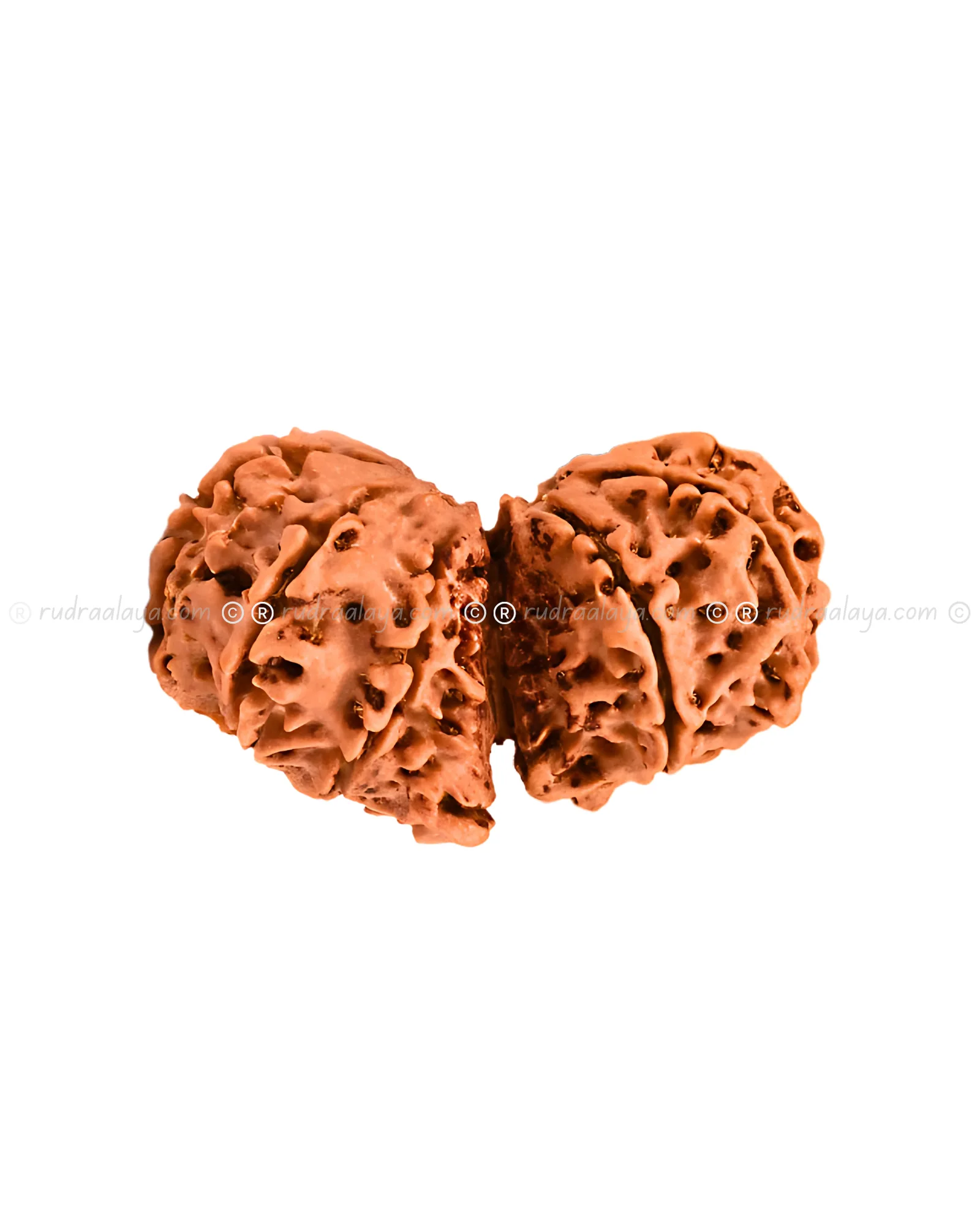 Garbha Gauri Shankar Nepali Rudraksha - Rare - Image 5