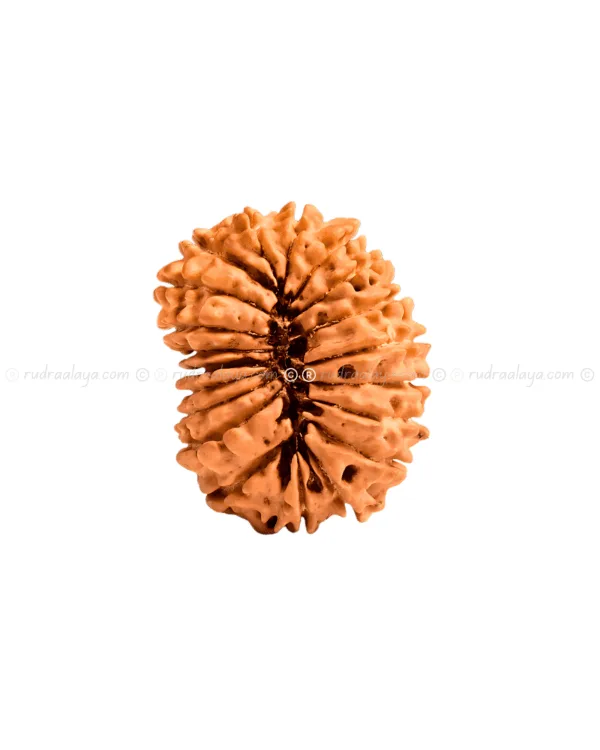 Twenty (20 / Bees) Mukhi Nepali Rudraksha - Image 5