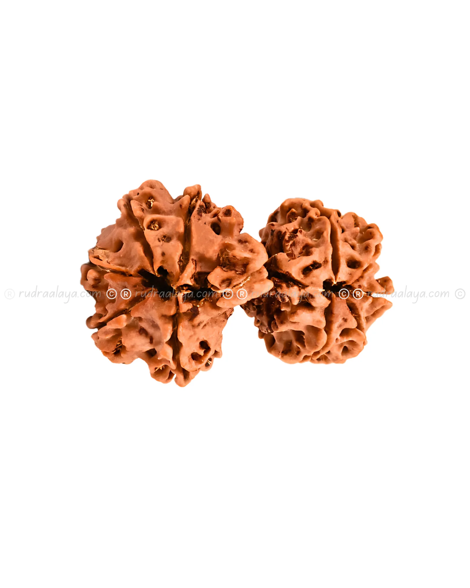 Garbha Gauri Shankar Nepali Rudraksha - Rare - Image 6